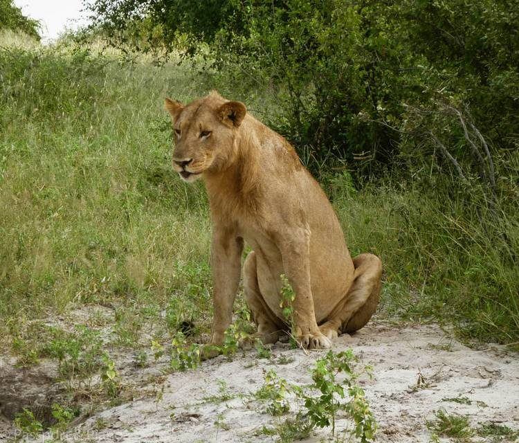 I Migliori Safari In Botswana