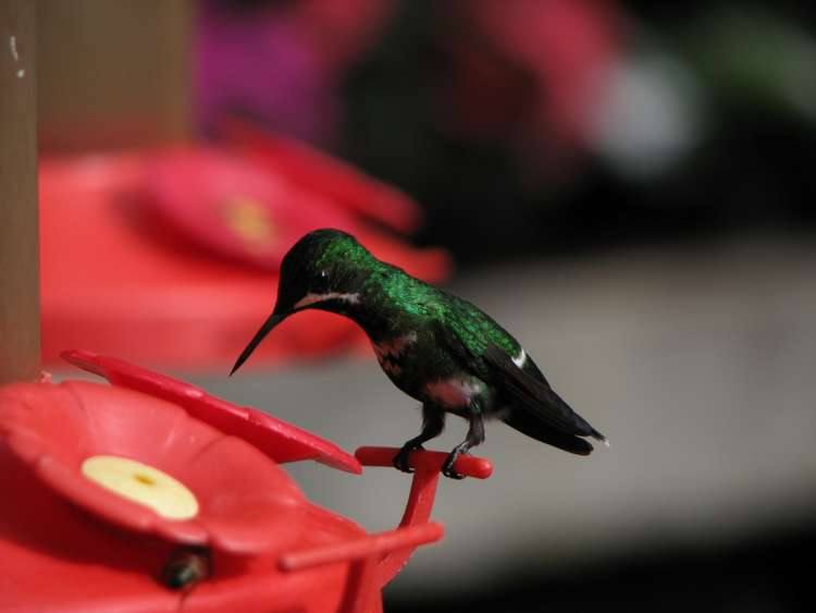 Comederos para colibríes Monteverde, Costa Rica