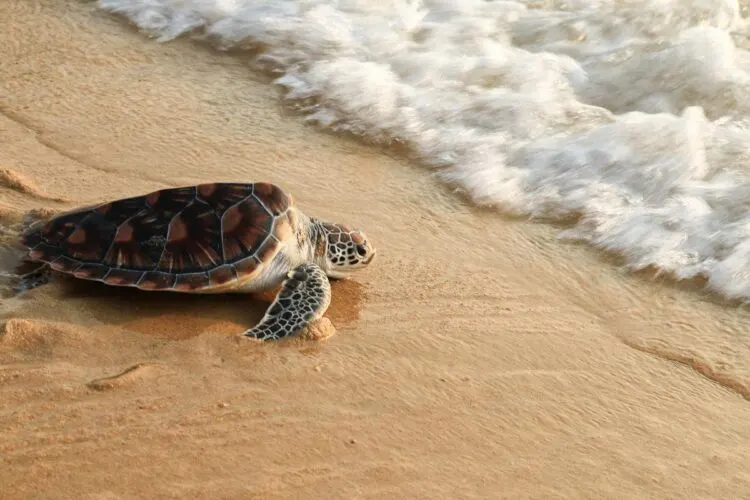 Bekijk De Zeeschildpadden In Manzanillo
