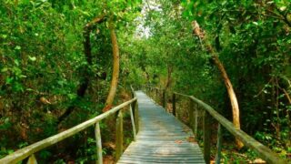 Un sendero en el Parque Nacional de Cahuita.