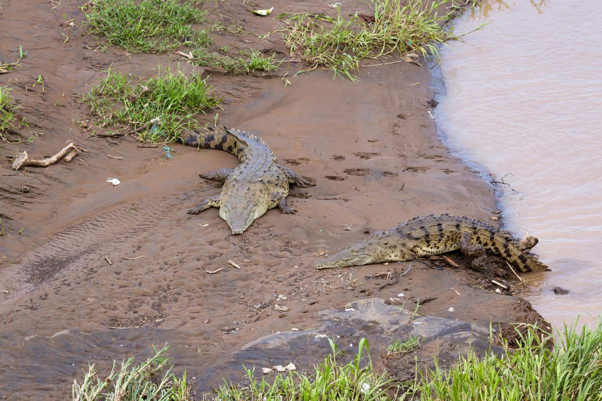 Krokodillenbrug Costa Rica
