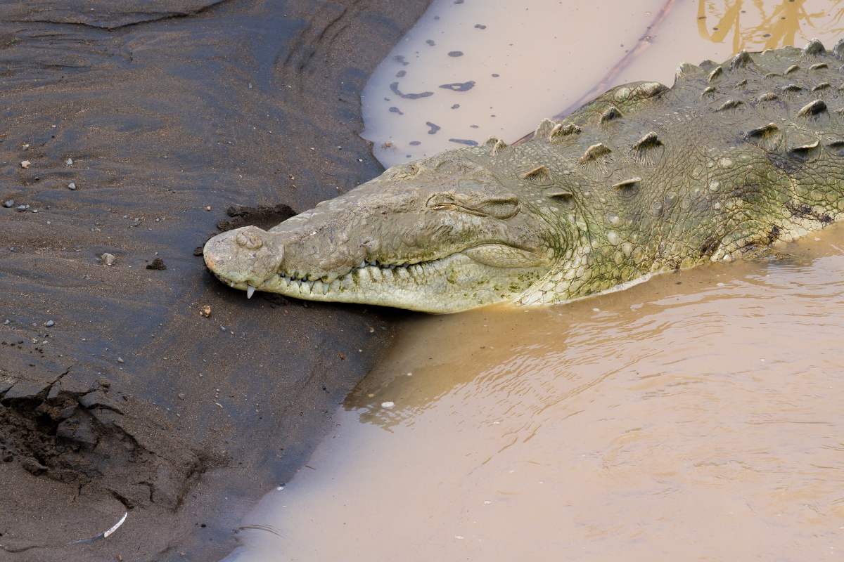 Costa Rica Krokodillenbrug
