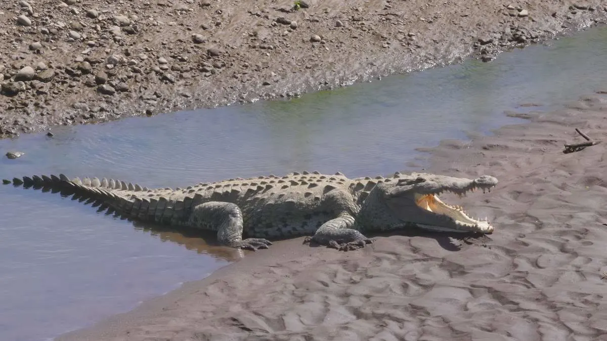 Costa Rica Krokodil